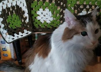 Kedi, uykuda olan sahibini ısırarak yangından kurtardı