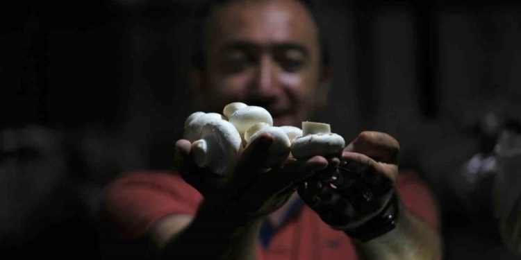 1200 rakımda üretilen mantardan ayda 36 ton yetişiyor!