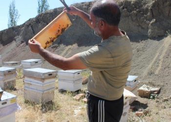 Iğdır’da bal hasadında bu yıl istenilen randıman alınamadı